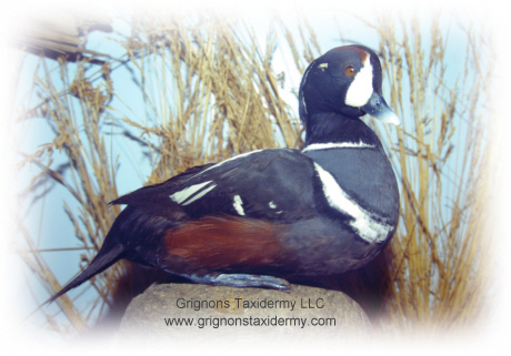 Harlequin duck mount by grignons taxidermy studio